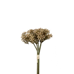 Sedum 1 stk