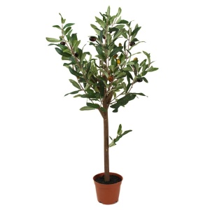 Oliventre 60 cm