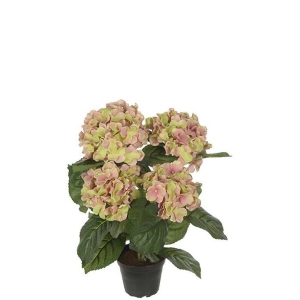 Hortensia Rosa/Grønn H 37cm