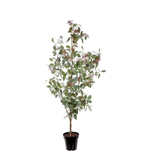 Eucalyptus med bær H175cm