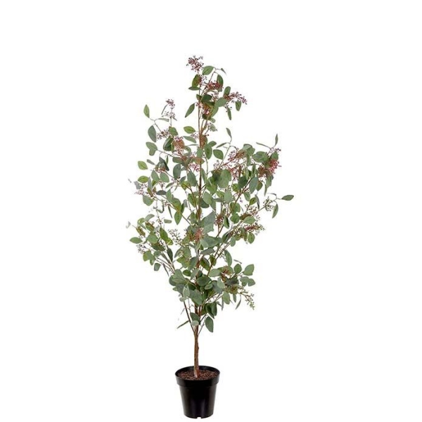 Eucalyptus med bær H175cm