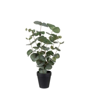 Eucalyptus H55cm