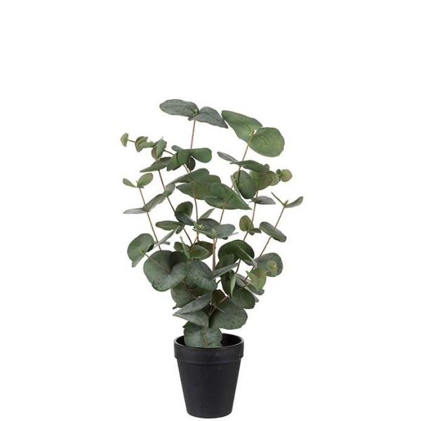 Eucalyptus H55cm