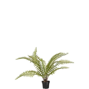Ormeplante H 90cm