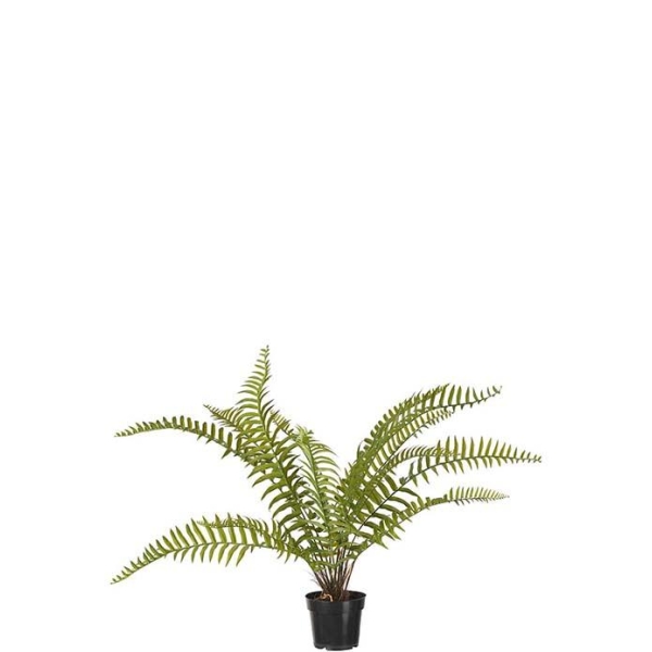 Ormeplante H 90cm