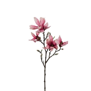 Magnolia Lilla H 50cm