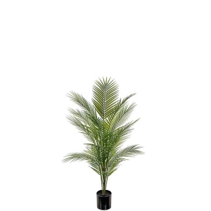 Bergspalm 110 cm