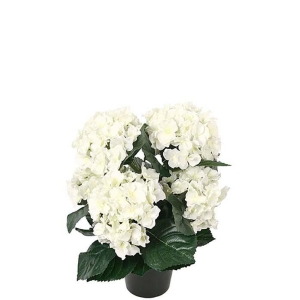 Hortensia Hvit H 37cm