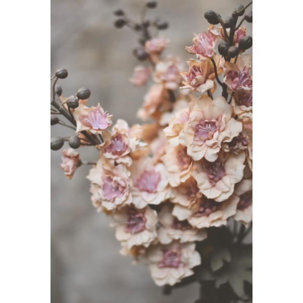 Ridderspore Lys rosa/Lys gul H80 cm - Bilde 3
