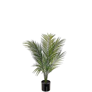 Bergspalm 60 cm