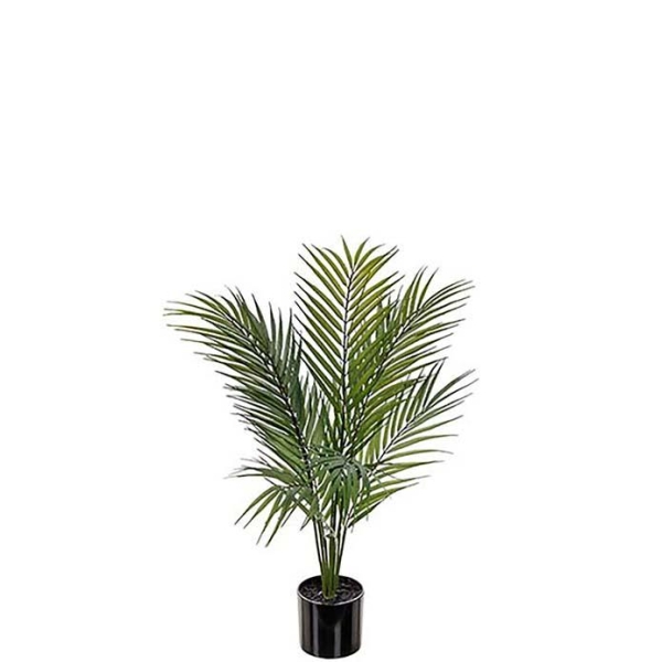 Bergspalm 60 cm