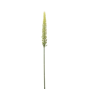Eremurus grønn H 75cm