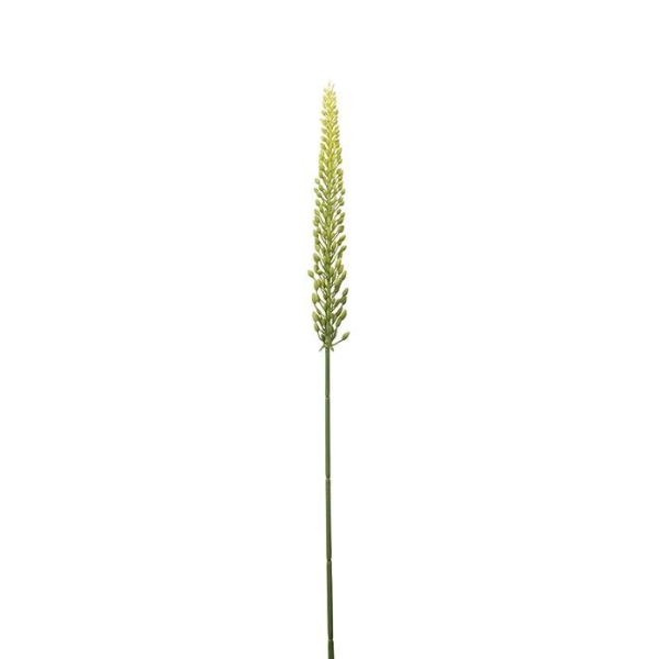 Eremurus grønn H 75cm