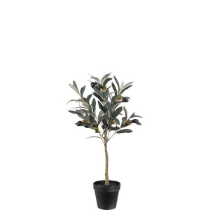 Oliven tre H55cm