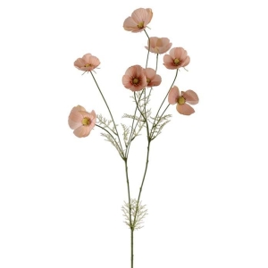 Smørblomst Aprikos H 100cm