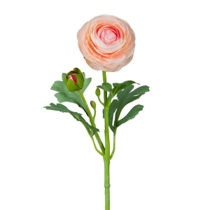 Ranuncel Aprikos H 50cm