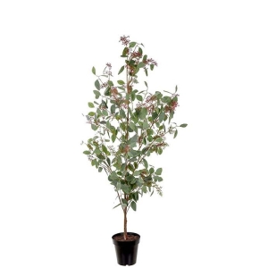 Eucalyptus med bær H175cm