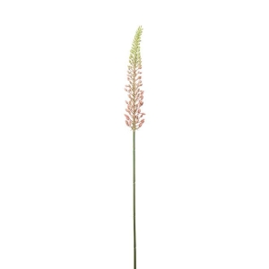 Eremurus Rosa H 75cm