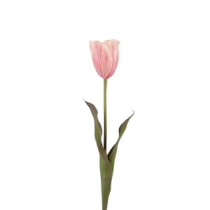 Tulipan H58cm