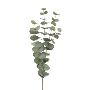 Eucalyptus 60 cm
