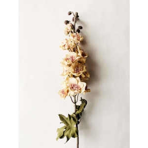 Ridderspore Lys rosa/Lys gul H80 cm