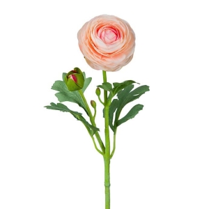 Ranuncel Aprikos H 50cm