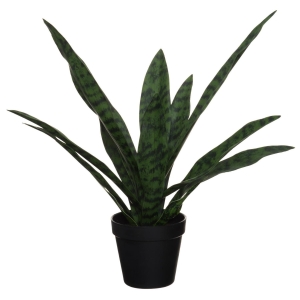 Plante Sansevieria 51cm