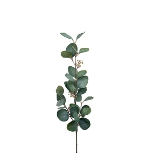 Eucalyptus med bær
