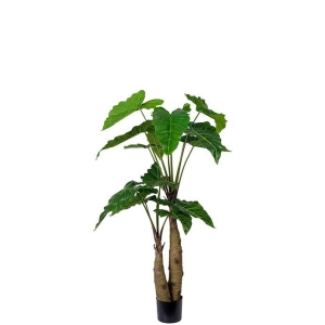 Alocasia H150cm