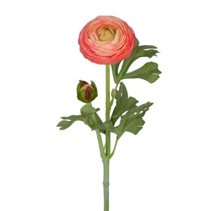 Ranuncel Rosa H 50cm