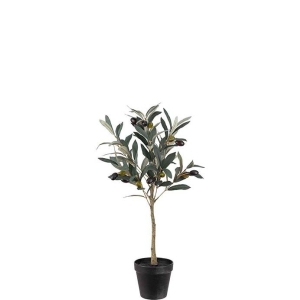 Oliven tre H55cm