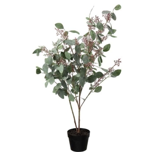 Eucalyptys H 110 cm