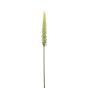 Eremurus grønn H 75cm