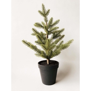 Grantre i potte 40 cm