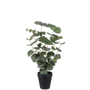 Eucalyptus H55cm