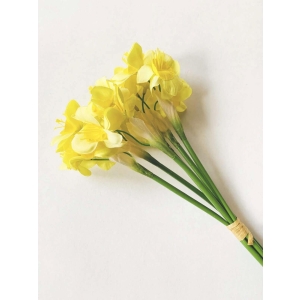 Narcisser 72 cm 6 stk i bunt