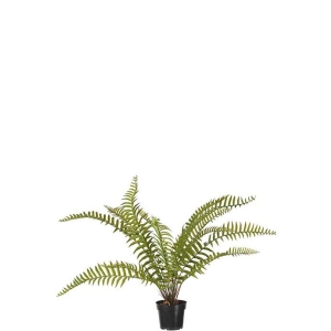 Ormeplante H 90cm