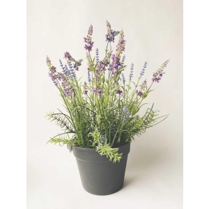 Lavendel i potte 50 cm