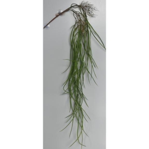 Plante heng-Rhipsalis L 135cm